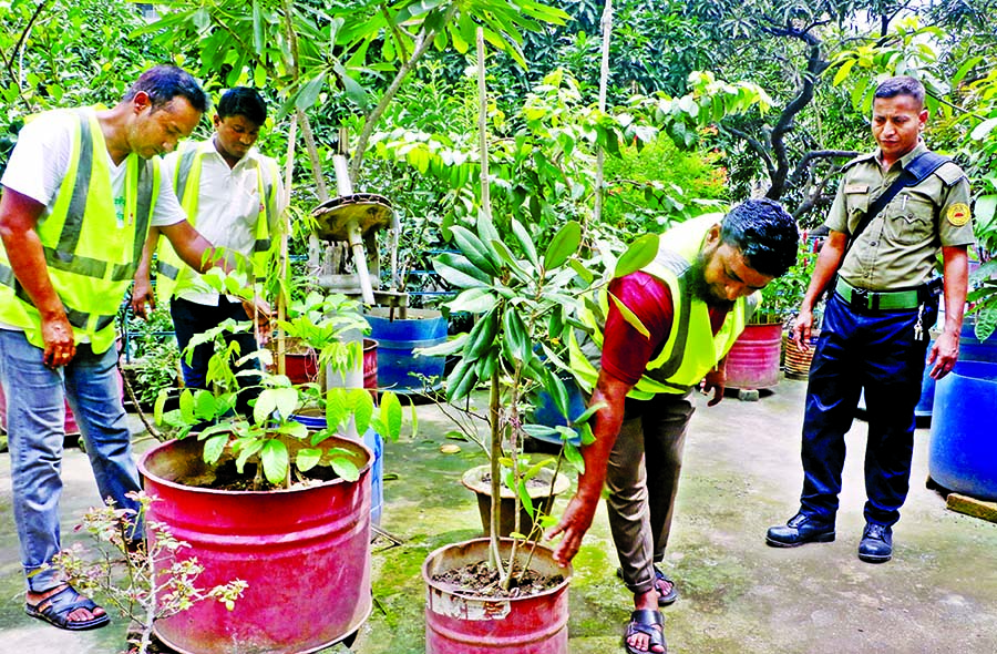 Dhaka South City Corporation employees hunt for breeding grounds of Aedes mosquito on a rooftop garden in old Dhaka on Thursday, in an effort to prevent dengue outbreak.