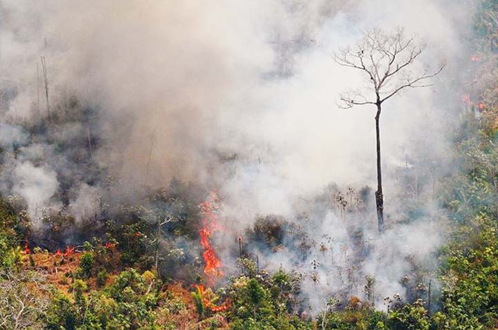 Plumes of thick smoke rose into the sky above dense forest in the northwestern state of Rondonia, where bright orange flames from various fires were visible for kilometers