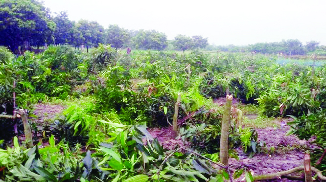 SAPAHAR (Naogaon): Miscreants cut down about 350 mange trees of famer at Shimul Danga village in Sapahar Sadar Upazila on Friday night.