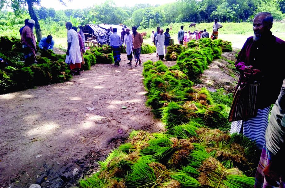 MADHUKHALI (Faridpur): Farmers at Madhukhali Upazila passing busy time in T- Aman saplings trading . This snap was taken yesterday.