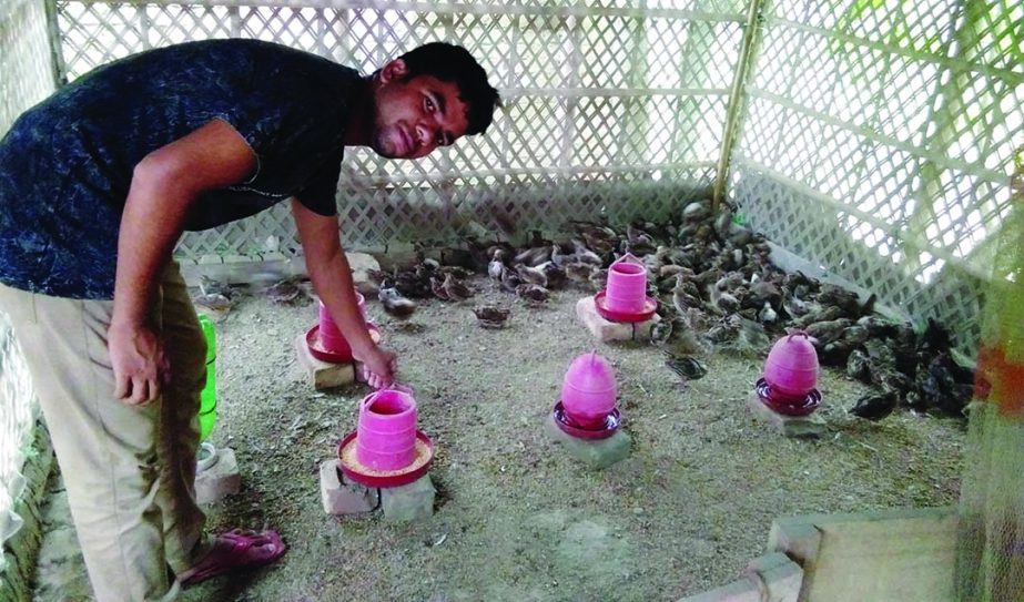 RANGPUR: Mizanur working in his quail farm at Kachna Hajipara village .