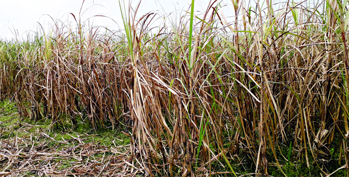 NAOGAON: Sugarcane field at Raninagar Upazila has been affected by disease and pest attack which may hamper production. This snap was taken from Chakmunu village on Wednesday.