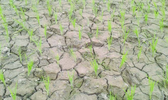 JHENAIDAH: Aman paddy cultivation facing setback at Jhenaidah due to scarcity of water. This snap was taken from Mundira Village in Kaliganj Upazila on Wednesday.