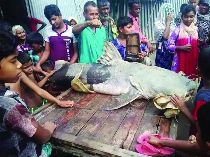 JAMALPUR: Fishermen at Erendabari in Fulchhari Upazila caught a Baghaair fish weighing about 82 kgs on Tuesday.