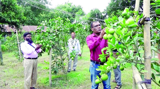 NAOGAON: High officials of Raninagar Agriculture Extension Department visiting Multa garden at Khateshwar village recently as the Upazila is expecting bumper production of the juicy fruit.