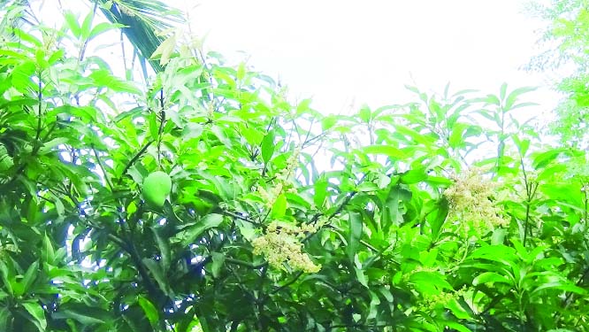 GAIBANDHA: Blooming of mango trees started in Gaibandha amid favourable climate condition . This picture was taken yesterday.