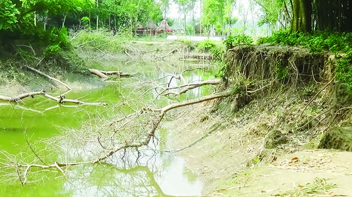 SAGHATA (Gaibandha): Trees and a local graveyard have collapsed due to illegal sand lifting by influentilas from a pond at Burungi Village in Saghata Upazila. This snap was taken yesterday.