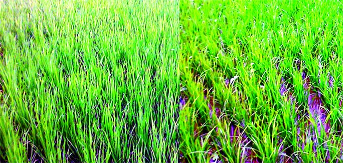 RANGPUR: Farmers brought 6.06 lakh hectares of land under cultivation of T- Aman paddy in all the five districts of Rangpur Agriculture Region where tender plants growing superbly predicts bumper output of the crop this season.