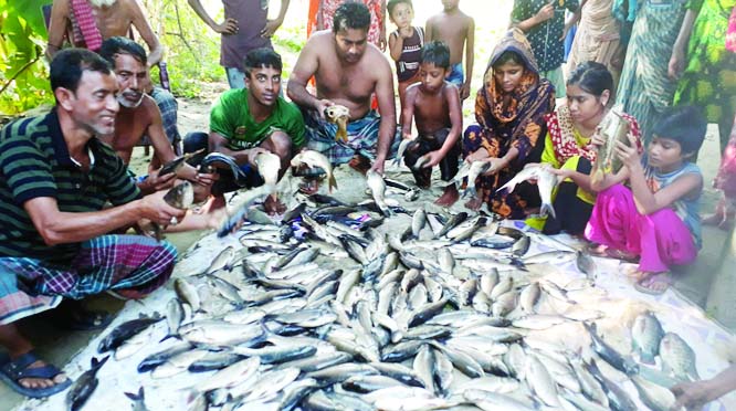 NARAYANGANJ: Miscreants poisoned fishes to death of different species in a pond at Baghdi area in Araihazar Upazila on Saturday.