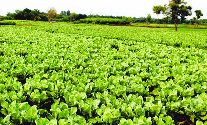 KUSHTIA: Bumper cauliflower production has been achieved at Mirpur Upazila . Farmers getting huge profit as now this winter vegetables is being cultivated all the year round . This snap was taken yesterday.