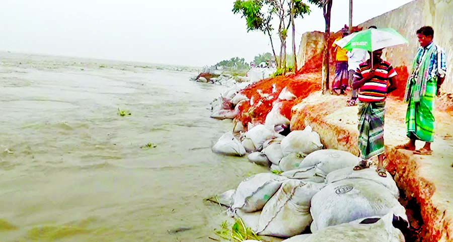 A section of river protection embankment, adjoining establishments and homes have been devoured by River Padma as erosion takes a serious turn at various points of Mirzapur Union of Rajbari district, putting thousands of people at risk.