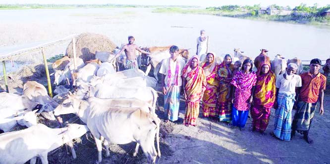 RANGPUR: The Chars Livelihoods Programme beneficiary households effectively escaped recent flood and saved properties and cattleheads on raised plinths of houses in Ghughumari Char village in Rowmari Upazila of Kurigram this year like previous years.