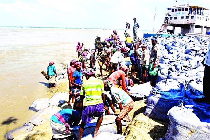 A group of labourers of BIWTA are seen dumping huge sandbags in the river to protect Daulatdia ferry terminal in Rajbari on Saturday, as the terminal is under serious threat of being entirely devoured by the erosion of mighty River Padma.