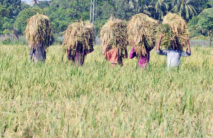 Farmers at Halisahar passing busy time in Boro Paddy harvest . This snap was taken from Anandabazar area on Monday.