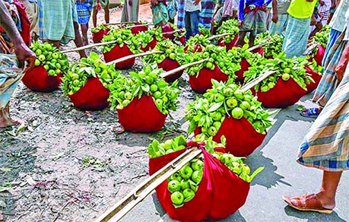 Guava(peyara ) farmers are waiting for selling the fruits in Roushan Haat under Chandanaish Upazila.