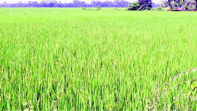 NAOGAON: A ripe Aman paddy field at Raninagar Upazila predicts bumper production of the crop this season. This picture was taken yesterday.