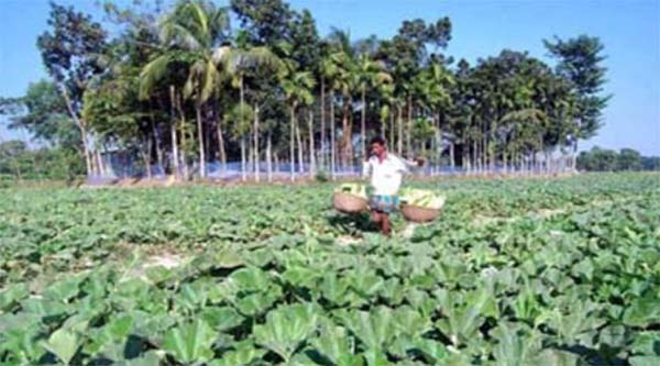 About two thousand hectars of land under Rangunia Upazila ( in 15 UPs) undergoing seasonal crops cultivations this year. The products from these agri crop filed are pouring in the Port City now caused price fall of radish, cauliflower, cabbage recent