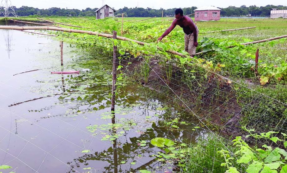 GOPALGANJ: A successful farmer showing his cucumber field at Karargati under Durgapur Union of Gopalganj Sadar Upazila.