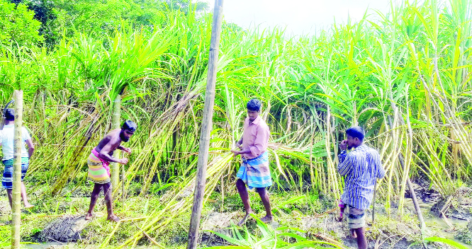 BHOLA: Farmers at Borhanuddin Upazila in Bhola passing busy time in sugarcane harvesting as the Upazila has achieved bumper output of the product. This picture was taken yesterday.