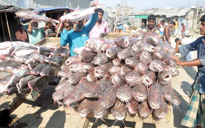 'Kata Mach', one kind of local fish is being caught abundantly in the Bay . This picture was taken from the Fisheryghat area yesterday.