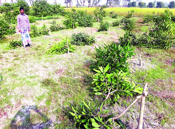 SAPAHAR (Naogaon): Miscreants cut down about one thousand mango trees in 60 bighas of land at Sapahar Upazila on Tuesday night.