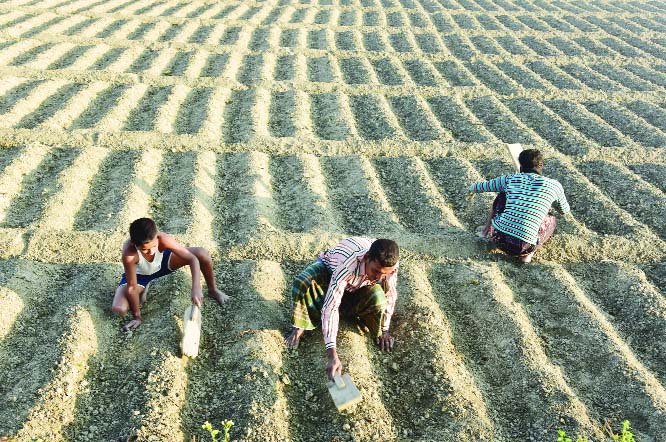 BOGURA: Farmers of Bogura passing busy time in preparing lands for potato cultivation. This snap was taken from Palli Mongal area yesterday.