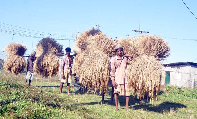 Farmers are taking harvested Aman Paddy at Gumai canal in Rangunia Upazila as the District has achieved bumper production of the paddy this season. This snap was taken yesterday.