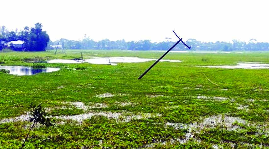 GOPALGANJ : Some broken electric polls fell down on paddy field at Singa areas in Kashiani upazila due to cyclone Bulbul.