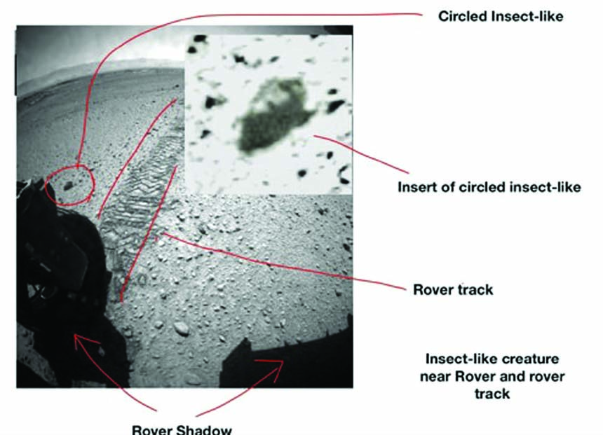 Dr William Romoser's analysis show where arthropod body segments can be picked out from surrounding area.