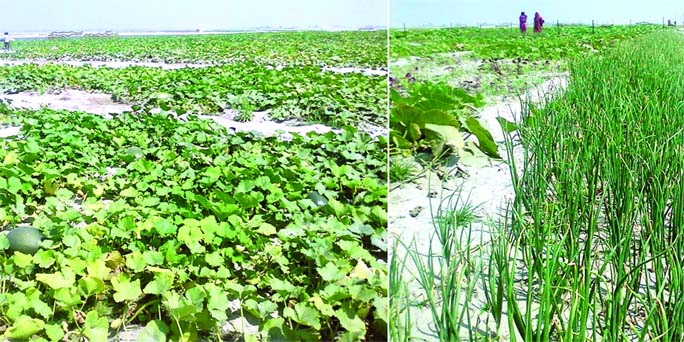 RANGPUR: Cultivation of pumpkin and other winter crops expanding on char lands on the Teesta riverbeds in Gangachara Upazila of Rangpur as in other riverine areas in Rangpur Agriculture Region improving livelihood of char people in recent years.