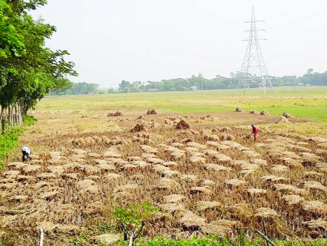 GOPLAGANJ: Farmers at Golabaria areas in Sadar Upazila are busy in harvesting T-Aman. This photo was taken on Wednesday.