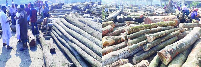 MIRZAPUR(Tangail): Wood trading at Hatubhanga Bazar forest in Mirzapur Upazila is going on unabated defying government ban. This snap was taken yesterday.