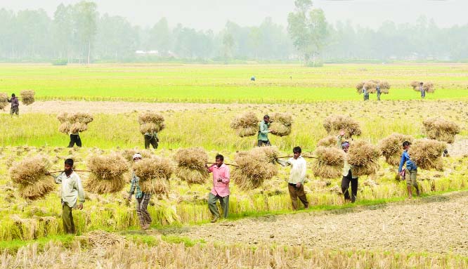 BOGURA: Farmers at Bogura going home with their harvested Aman paddy. The snap was taken from Kthan area in Nandigram yesterday.