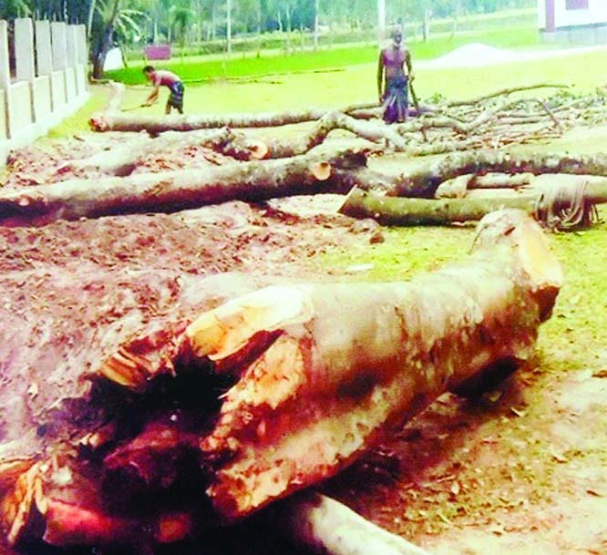 NILPHAMARI: A view of the illegally cut down trees of Sheotgari Mahmudia Senior Madrara at Domar Upazila.