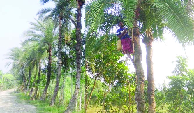 CHARGHAT (Rajshahi): A view of date juice collection at Charghat Upazila. This pictue was taken yesterday.