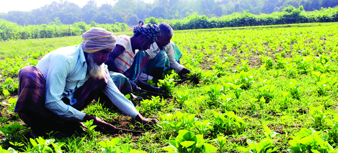 MEHERPUR : Farmers at Gangni Upazila passing busy time in taking care of vegetable field as the district expecting bumper winter vegetables yield this season. This snap was taken on Wednesday.