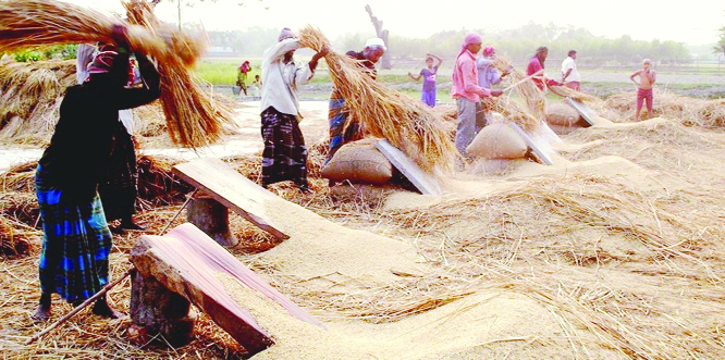 RANGPUR: The farmers continuing harvest of Transplanted Aman paddy in full swing and getting excellent yield rate with a hope a bumper production of the crop in all five districts of Rangpur Agriculture region this season.