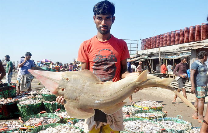 Fishermen caught a new kind of fish named 'Pritom' from the Bay. This picture was taken from Fisherighat yesterday.