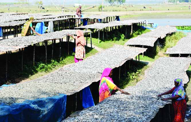 BOGURA : Both male and female labourers at Chalan Beel in Singra Upazila are passing busy time in dry fish processiong work. This snap was taken yesterdsay.