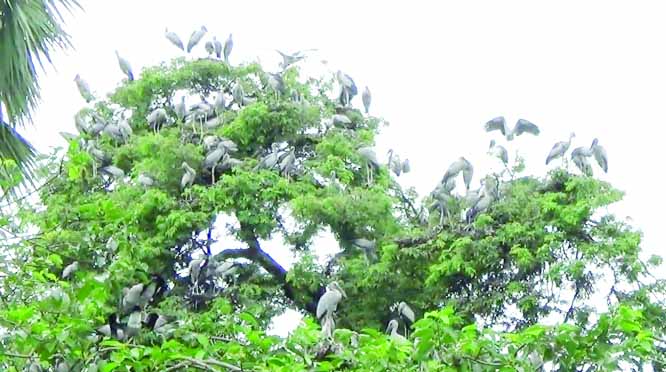 JOYPURHAT: Guest birds are enjoying winter weather at Panduriy Village at Akkelpur Upazila yesterday.