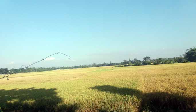 A view of Aman paddy field at Fatikchchari Beel predicts bumper production of the crop this season. This picture was snapped yesterday.