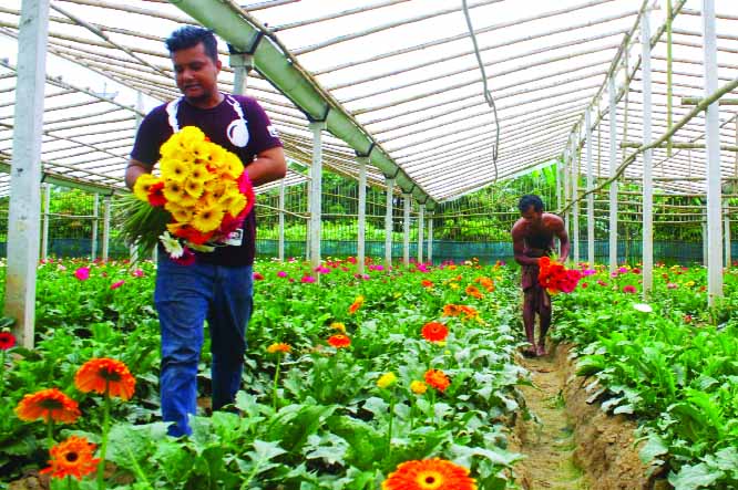 NARAYANGANJ: Farmers at Sabdi village in Narayanganj picking flower from their cultivated shades as flower business including foreign flowers have been flourishing day by day in the country . This snap was taken on Sunday.