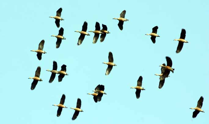 Migratory birds have started arriving in Chattogram. This snap was taken from Kadamtoli Unnosattor Para yesterday.