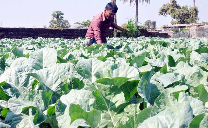 Farmers passing busy time in cabbage harvest at Anandanagar in Halishahar. This picture was taken yesterday.