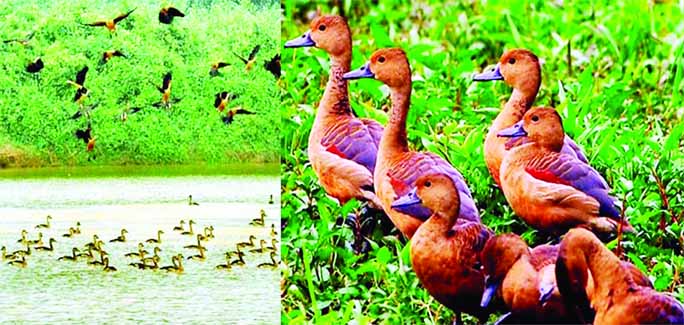 RANGPUR: The migratory birds, huge numbers of are arriving from the coldest northern hemisphere in the water bodies giving those and fleeting glimpse and pleasant look in the northern region of the country.