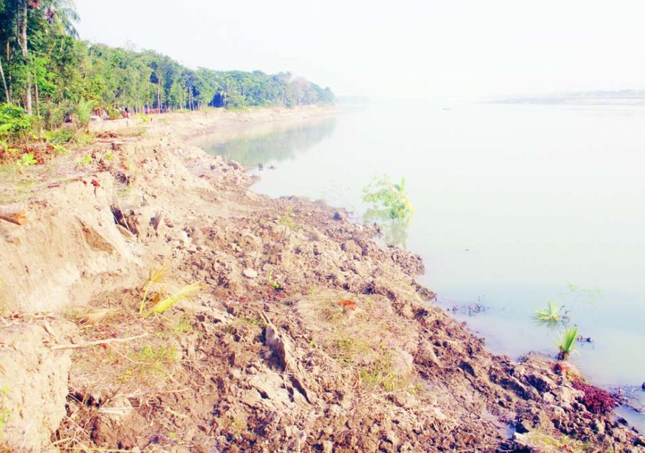 MADHUKHALI (Faridpur) : Madhumati River erosion has taken a serious turn at Salamatpur village point in Kamarkhal Union of the Upazila . This snap was taken yesterday.