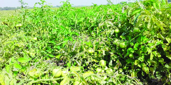 CHAPAINAWABGABJ: Potatoes field was damaged by virus at Chapainawabganj.