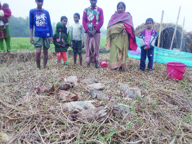 BHANGURA (Pabna): People watching dead ducks as poisoned by bird hunters. The photo was taken at Kanagara Beel on Saturday.