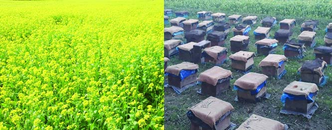 MIRZAPUR (Tangail): Honey collecting boxes were set up beside a mustard filed at Oasi village in Mirzapur Upazila to get sufficient honey. This snap was taken yesterday.