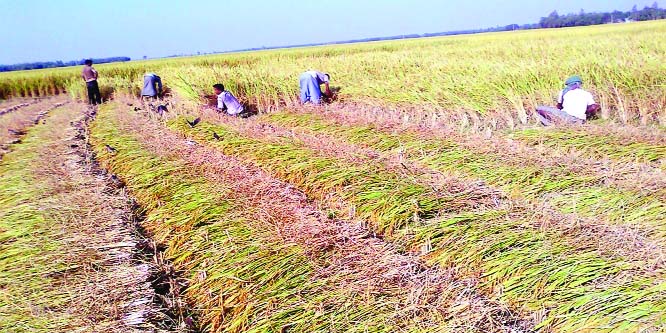 RANGPUR: After completing harvest last week, farmers produced all-time record 18.01 lakh tonnes of T-Aman rice in all five districts of Rangpur Agriculture Region this season.